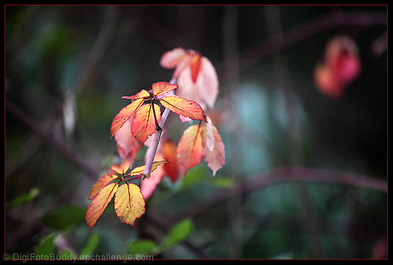 Foliage