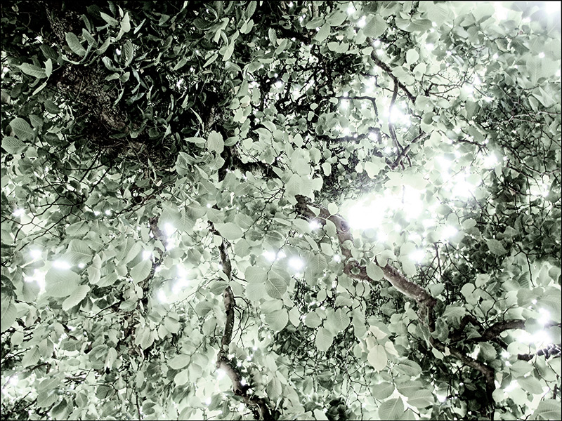 Canopy Lights