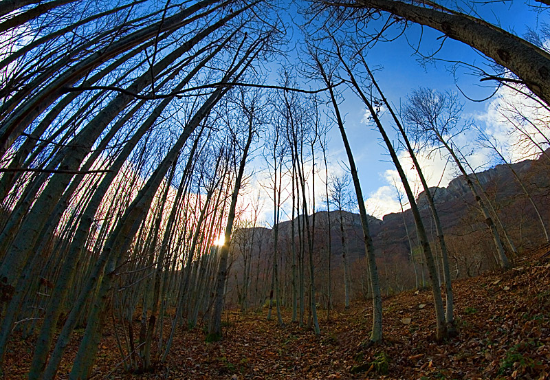 NORWEGIAN  WOOD