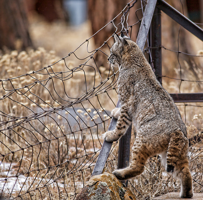 Bobcat at the Fence