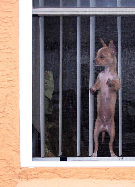 Dog : *Is that a Chihuahua? Mmm, she's my kind of woman* ... ARF!