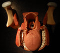 Pharynx and Larynx