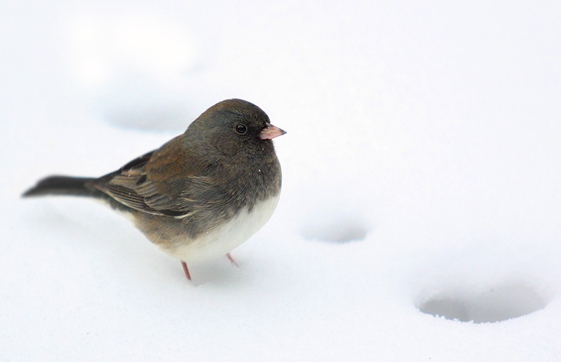 Snowbird by Gene MacLellan