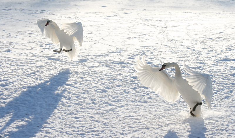 Angels in the Snow