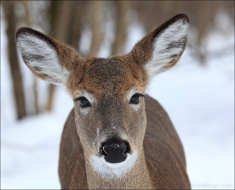 Grandma got ran over by a reindeer