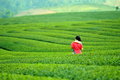 LAYERS OF TEA PLANTATION.