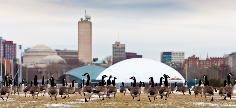 Gooseline, Fenceline, Skyline.