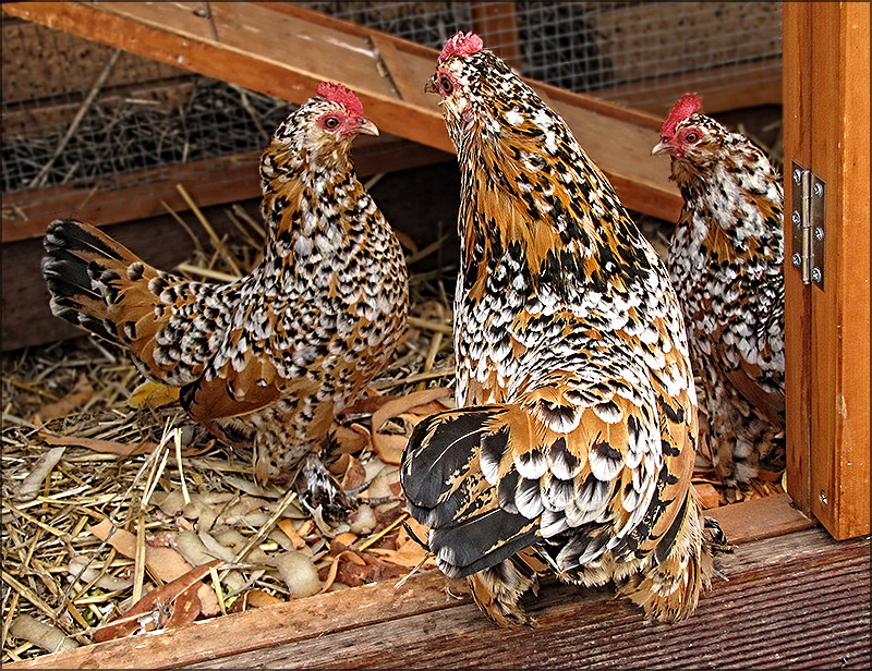 Layered Feathers - Feathered Layers