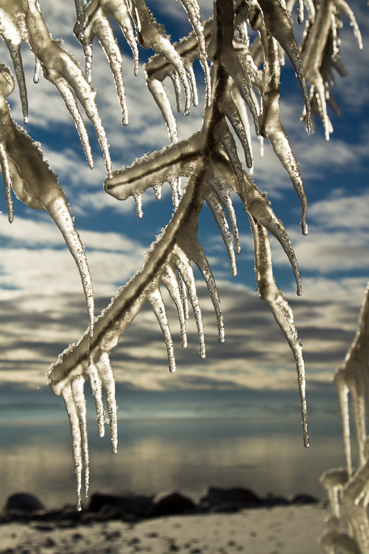 Ice Tree