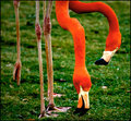 Legs and Necks