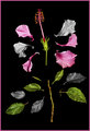 Pieces of color