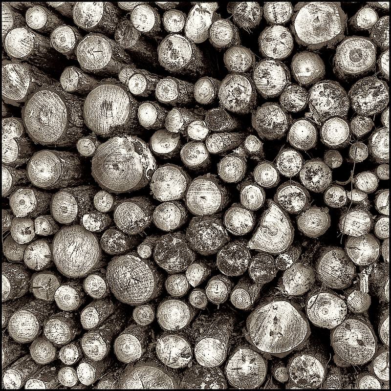 The Old Wood Pile
