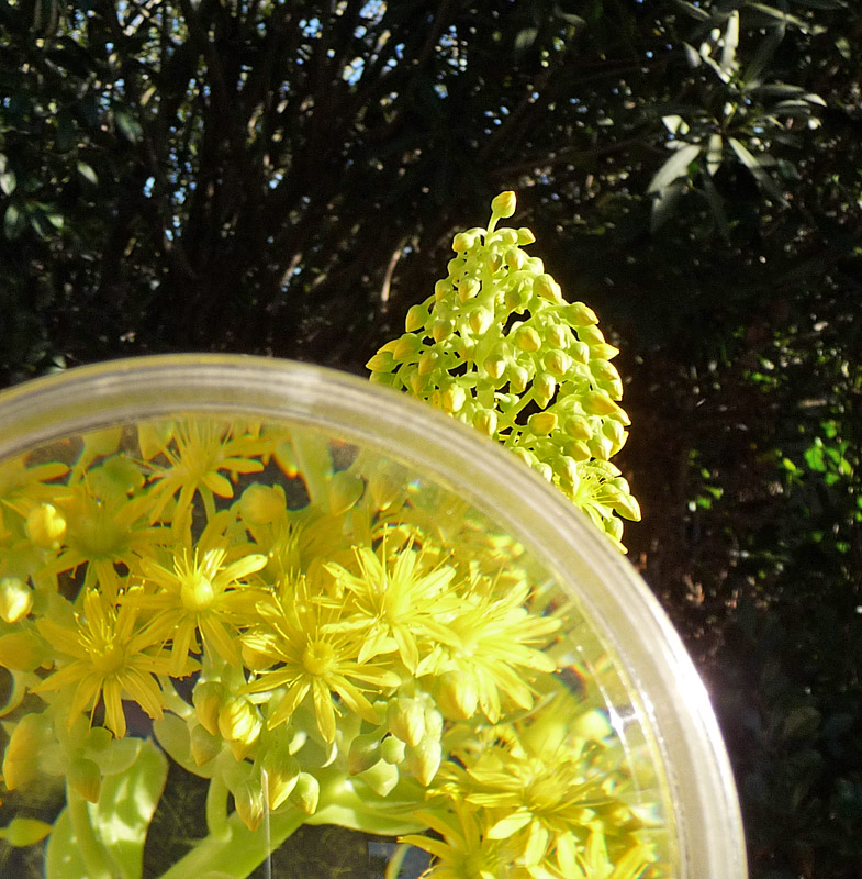 Capturing sunshine
