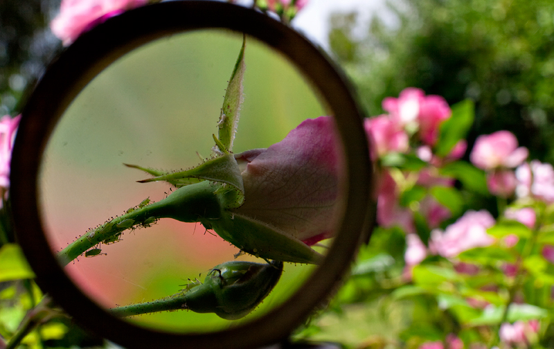 Aphids Love Roses