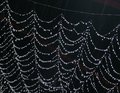 Rain Drops on spider web