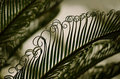 Fern Curls