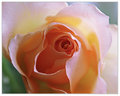 Purity