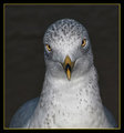 CEO George C. Gull's Official Portrait