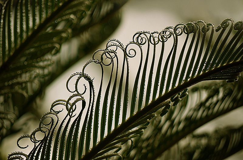 Fern Curls
