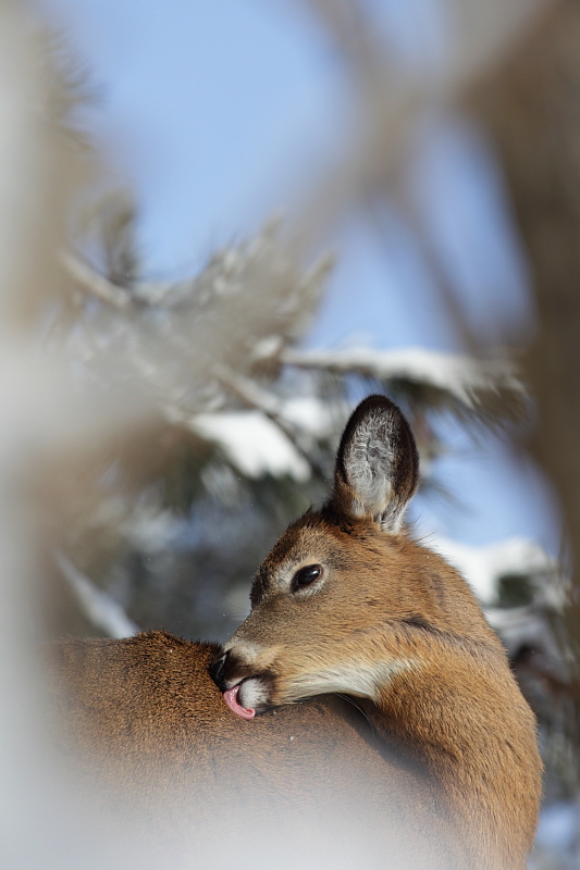 Lick and Listen