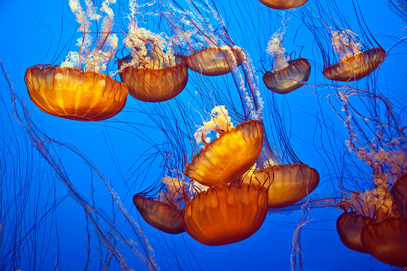 JellyFish