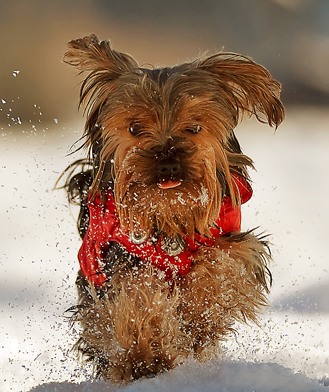 It's a wonderful day to play in the snow..