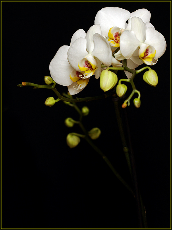 Orchid