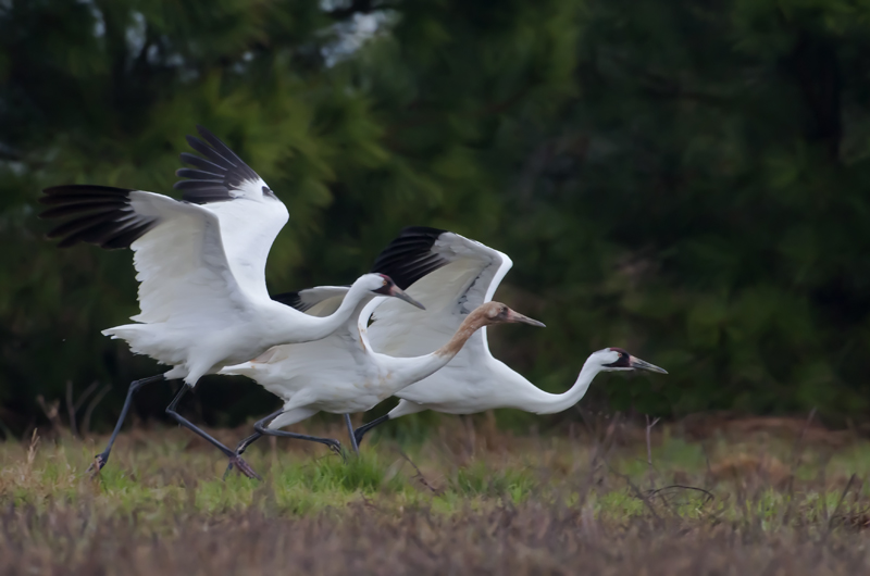 Whooper Family Takeoff