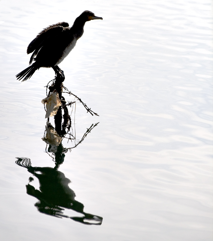 Cormorant silhouette