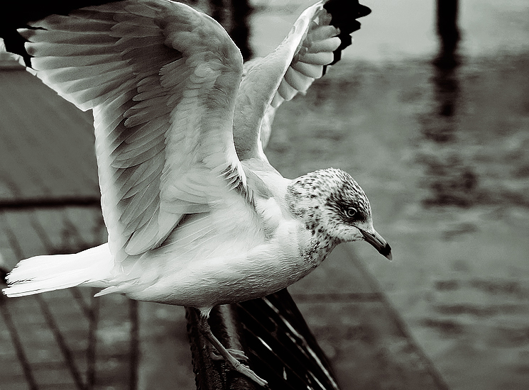 A Gull's Life - Morning