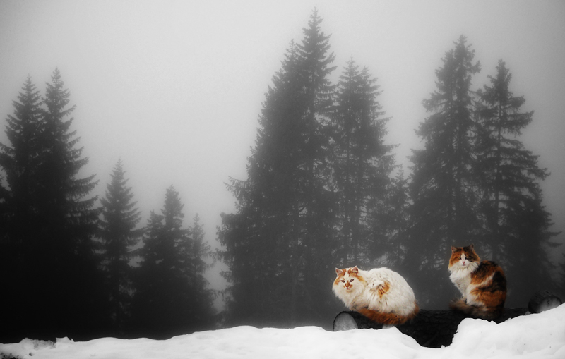 Snow cats