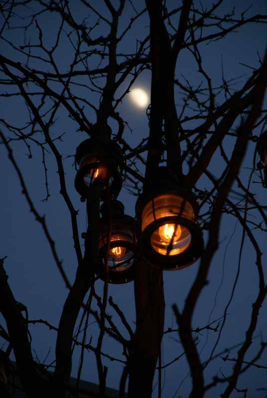 Amber Treetops