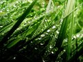 Morning dew