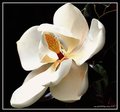 Magnolia Mood