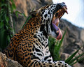 ROAR...I'm sleepy!