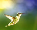 Morning Hummer