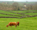 Green Pastures