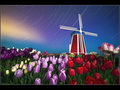 Star trails over tulip field