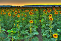 Sunflower Sunset