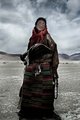 Tibetan Shepherd
