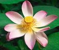 Pink Lotus Flower