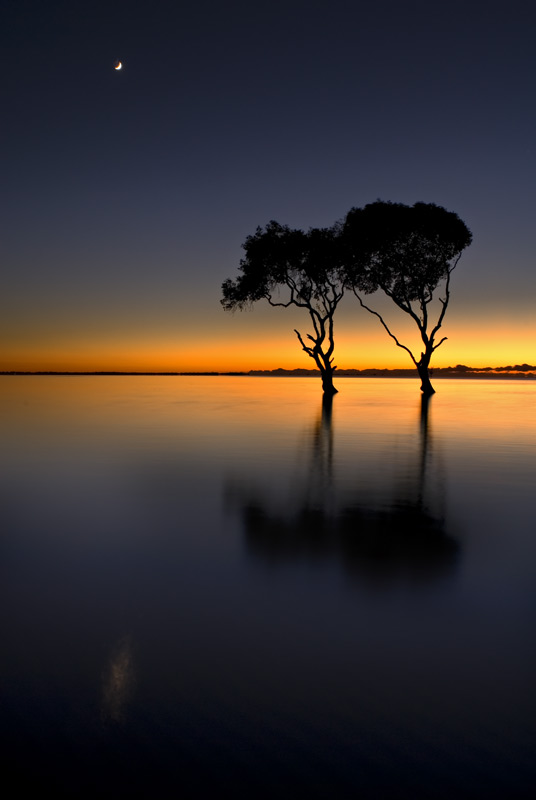 Mangrove Trees