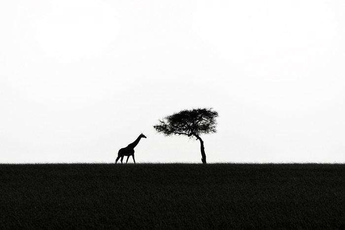 Dreaming of Africa