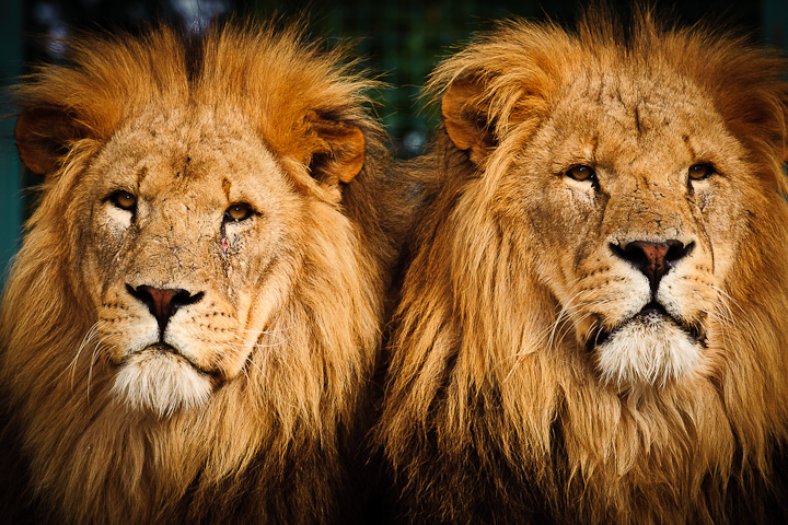 Brothers