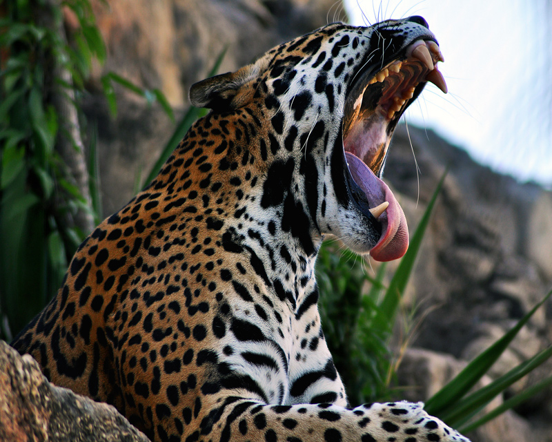 ROAR...I'm sleepy!