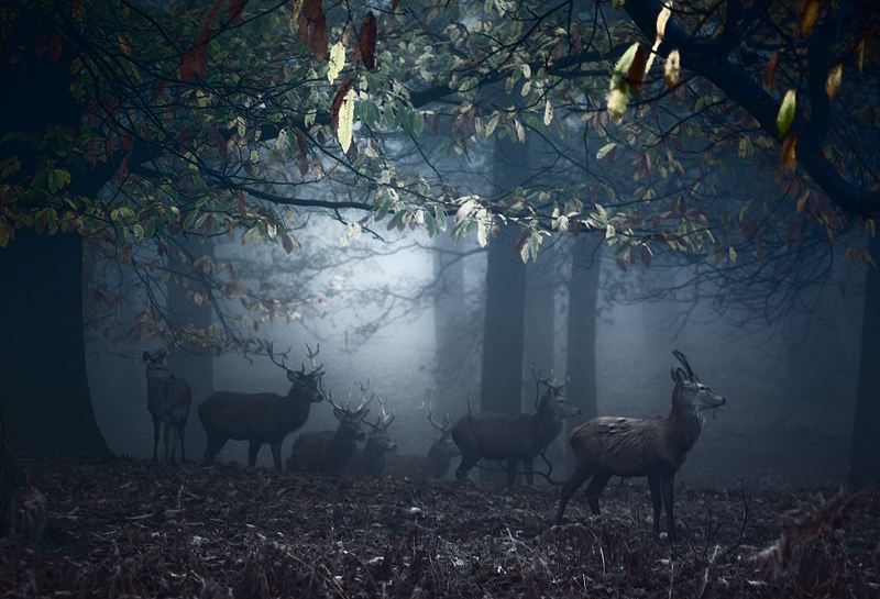 The Call of the Dark