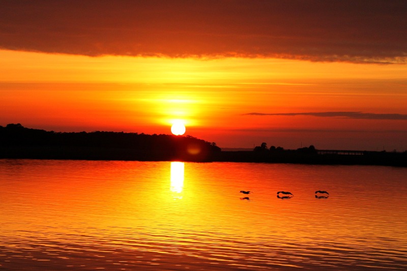 Pelicans & Sunset