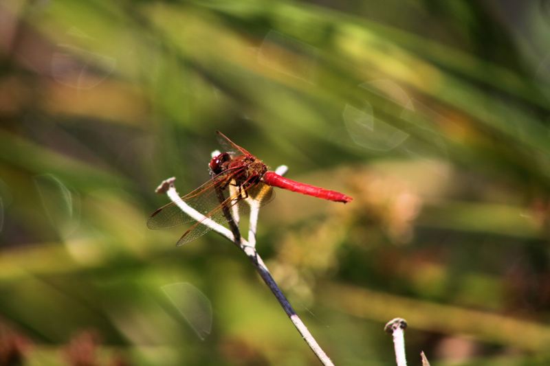 dressed in red