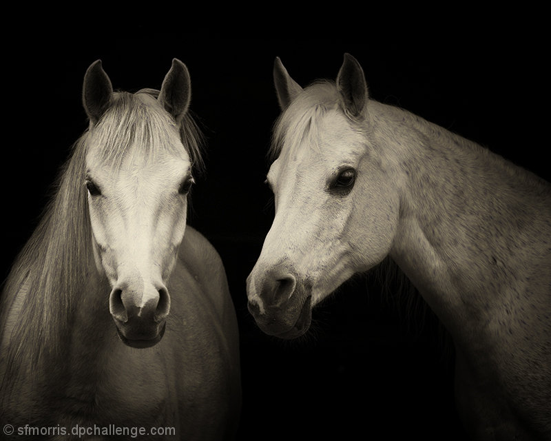 Arabian Beauties