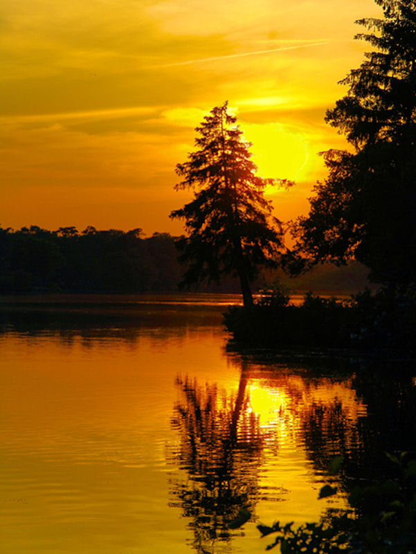 Sunset on the Pine